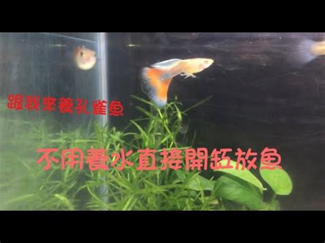 室內養魚|跟我來養孔雀魚4，小魚缸8寸室內觀賞缸，不用養水直接開缸放魚。